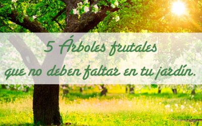 5 Árboles frutales que no deben faltar en tu jardín.
