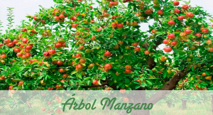 5 Árboles frutales que no deben faltar en tu jardín. - Vivero en Onil |  Centro de jardinería Font Roja Onil.