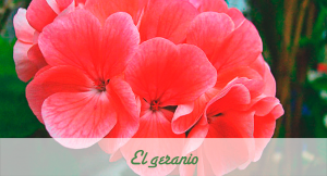 Flor de temporada Geranio. 
