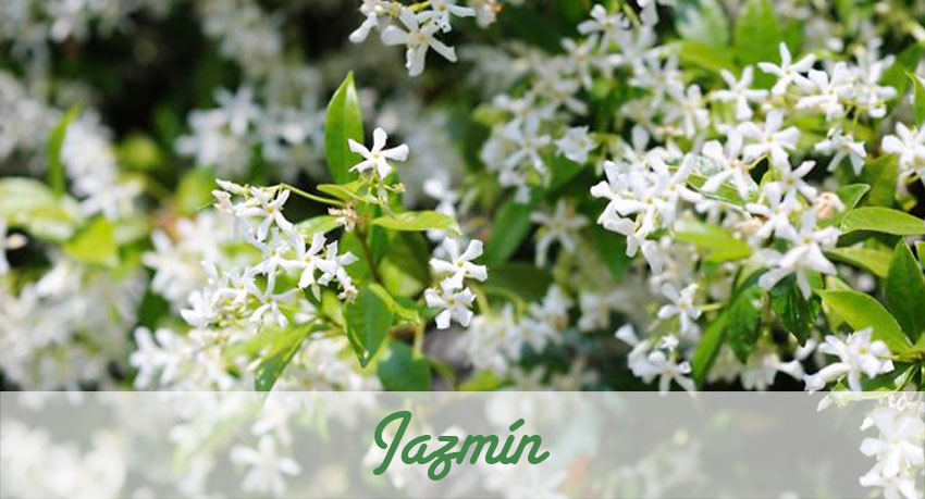 El Jazmín aparte de su virtud de enredadera nos presta un gran aroma. 
