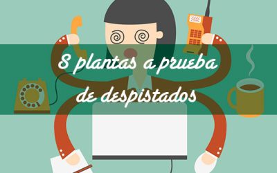 8 plantas a prueba de despistados